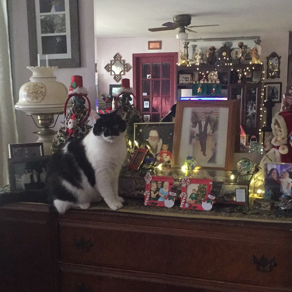 Meet your Posher Serenity 🌺